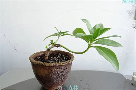 白水木移盆|白水木種子盆栽種植技法